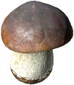 Seta Boletus